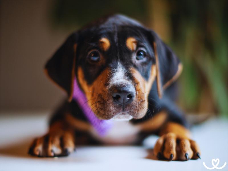 Plemeno-black-and-tan-coonhound (8)